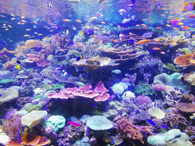 Coral in Nagoya Aquarium, Japan by SGR.
